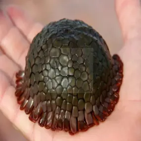 Armadillo Urchin (Colobocentrotus spp.)